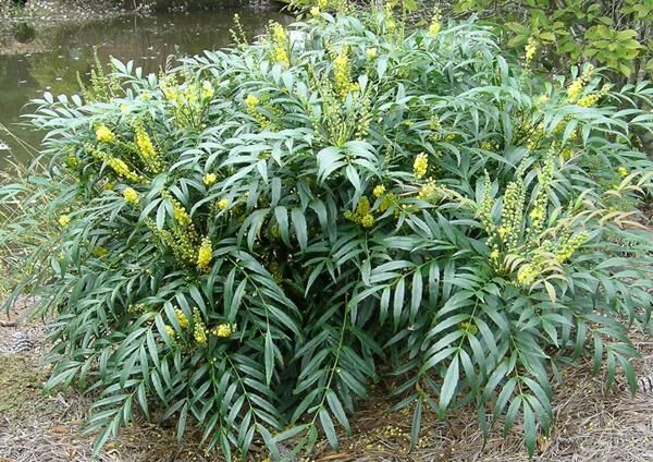 Mahonia SWEET WINTER Mahonia eurybracteata C3/20-30cm *K15