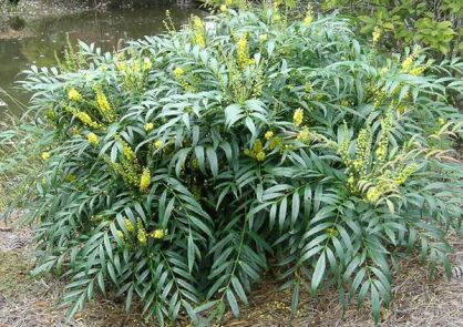 Mahonia SWEET WINTER Mahonia eurybracteata C3/20-30cm *K15