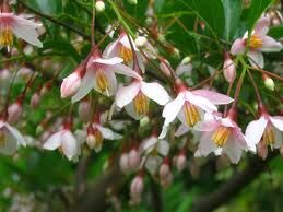 Styrak japoński PINK CHIMES Styrax japonica C4/60cm *K11