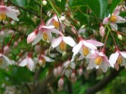 Styrak japoński PINK CHIMES Styrax japonica C4/60cm *T31