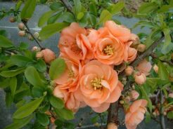 Pigwowiec bezcierniowy CAMEO Chaenomeles x superba P15/20-30cm *K1