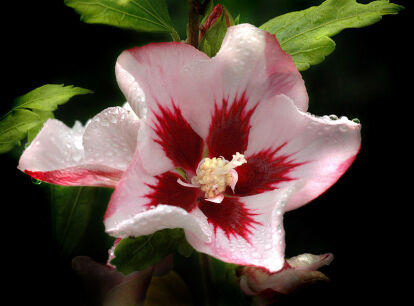 HIBISCUS syriacus HAMABO na PNIU Ketmia syryjska C7,5/Pa90(130)cm