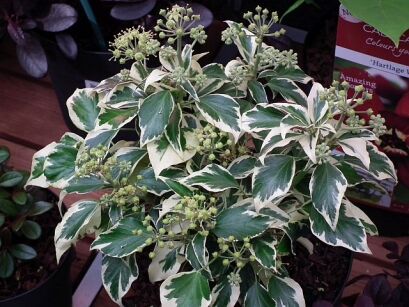 Hedera helix ICE CREAM 3-letni C2/30cm