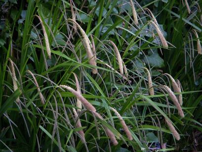 Carex pendula Turzyca zwisła /C1,5