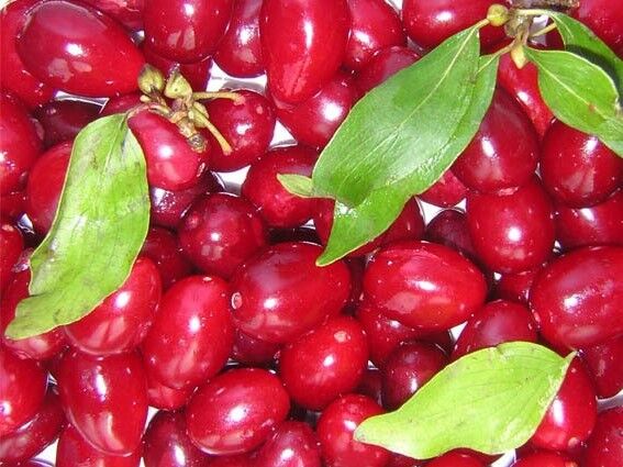 Dereń jadalny RED STONE  Cornus mas 