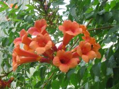 Milin 'MADAME GALEN'  Campsis radicans /C2