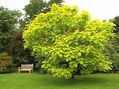 Catalpa bignonioides 'AUREA' Surmia zwyczajna Katalpa C7,5/150cm *6