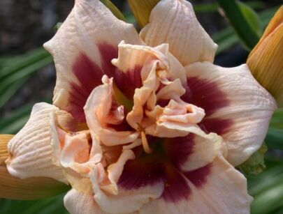 Liliowiec ROSWITHA Hemerocallis /C3