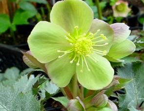 Ciemiernik STERNA Helleborus sternii /C2 *16