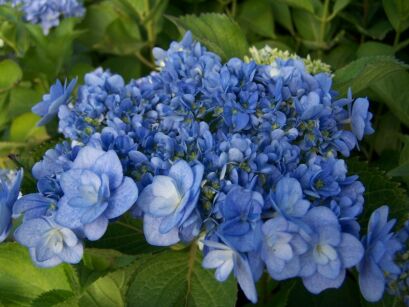 Hortensja ogrodowa z serii You & Me PASSION® Hydrangea macrophylla    