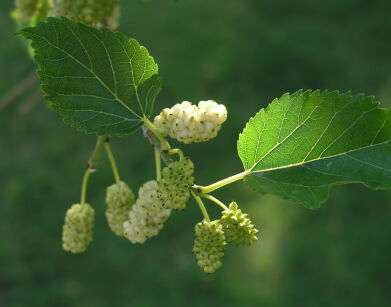 Morwa biała NANA (Issai) Morus alba C2/30-40cm *T1