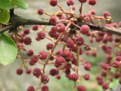 Coriaria japonica C12/60cm *K15
