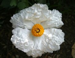 Romneya coulteri Mak kalifornijski /C2 *K11