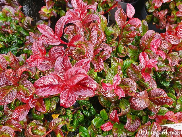 Kiścień wawrzynowy CURLY RED Leucothoe axillaris /C2 *K8