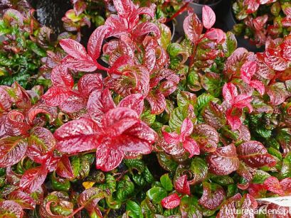 Kiścień wawrzynowy CURLY RED Leucothoe axillaris /C2 *K8