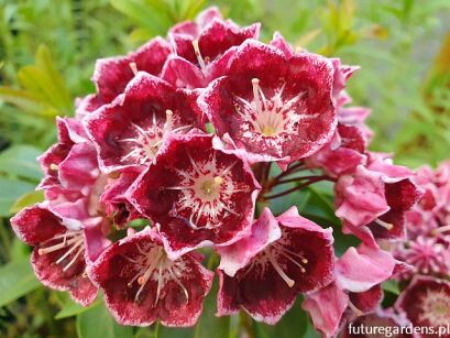 Kalmia szerokolistna LATCHMIN Kalmia latifolia C4/40cm *T10