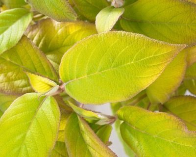Hortensja kosmata GOLDRUSH® Hydrangea aspera C5/50cm *K19