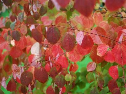 Grujecznik japoński Cercidyphyllum japonicum - krzew C5/80-100cm *TP