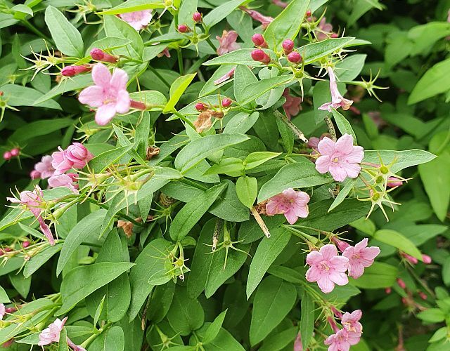 Jaśmin Stefana Jasminum stephanense C2/60cm *T62