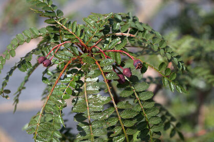 Sorbus filipes Jarząb C12/Pa120(180)cm *K25