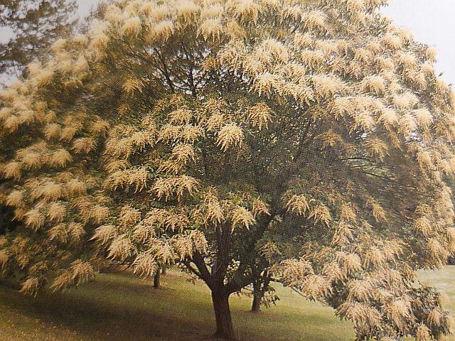 Sumak chiński Rhus chinensis C5/80-100cm *T50