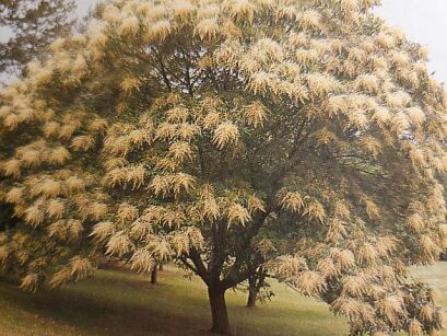 Sumak chiński Rhus chinensis C5-C7,5/80-100cm *TP
