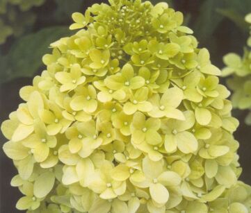 Hortensja bukietowa LIMELIGHT Hydrangea paniculata /C5 *T45