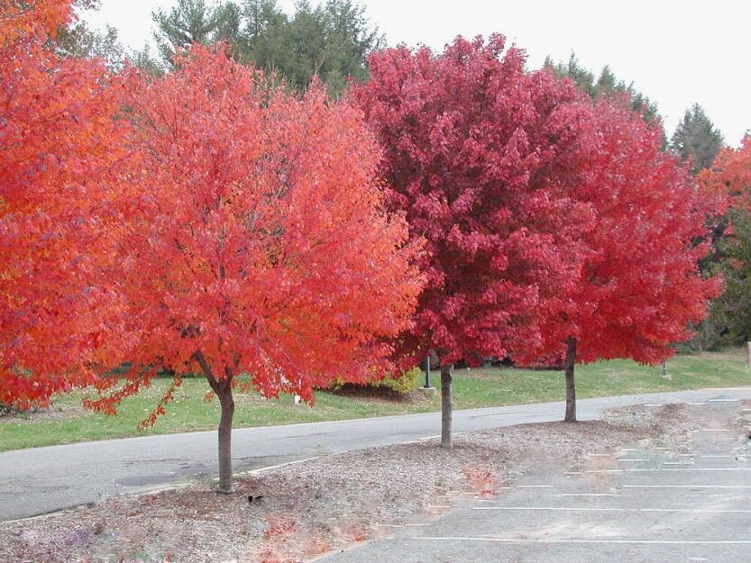 Klon czerwony BRANDYWINE Acer rubrum C7,5/1,8m *K6