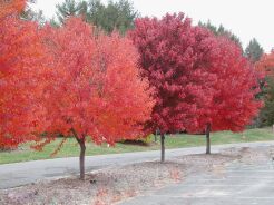 Klon czerwony BRANDYWINE Acer rubrum C7,5/1,8m *K6