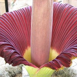 Dziwidło olbrzymie Amorphophallus titanum /C1 | Future Gardens