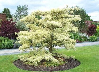 Dereń pagodowy VARIEGATA Cornus controversa C2/20-40cm *T1