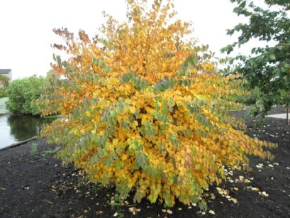 Grujecznik japoński GLOW BALL® 'JWW4' Cercidiphyllum japonicum C2/70-90cm *T21