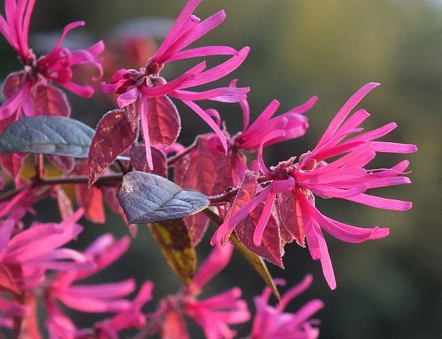 Loropetalum chinense FIRE DANCE C2/30-40cm *P26