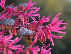 Loropetalum chinense FIRE DANCE C2/30-40cm *K9