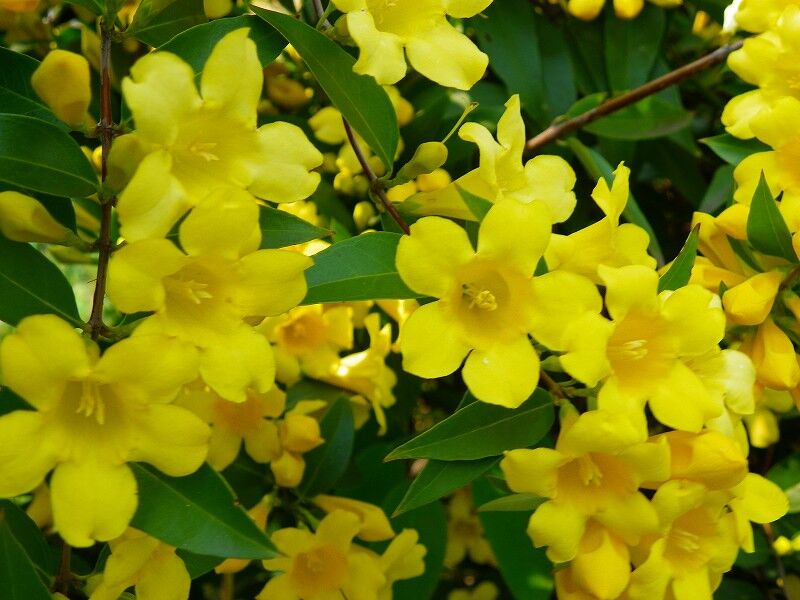 Jaśmin żółty REVOLUTUM Jaśmin włoski Jasminum humile P11/20-30cm *K14w11