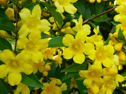 Jaśmin żółty REVOLUTUM Jaśmin włoski Jasminum humile P11/20-30cm *K14w11