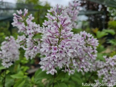 Lilak chiński BICOLOR Syringa chinensis C5/60-80cm *K18