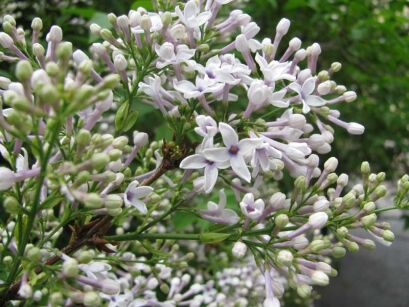 Lilak chiński BICOLOR Syringa chinensis C5/20-30cm *K18