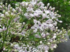 Lilak chiński BICOLOR Syringa chinensis C5/60-80cm *K18