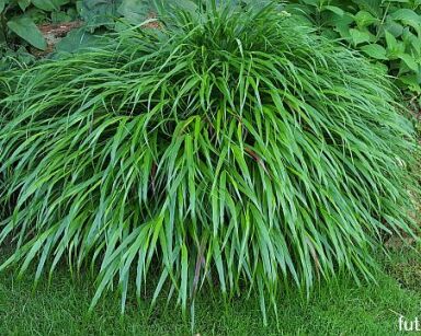 Hakonechloa macra ZIELONA /C12 *T31