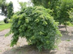 Glediczja trójcierniowa EMERALD CASCADE na PNIU Gleditsia triacanthos C10/Pa120cm