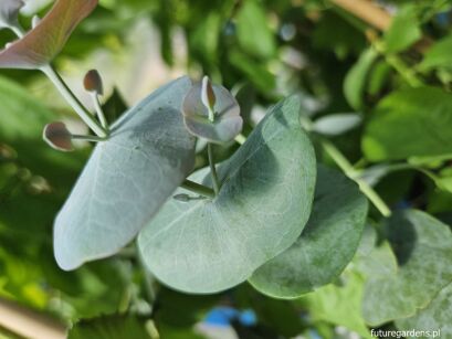 Eucalyptus perriniana C2/1,6m *K14