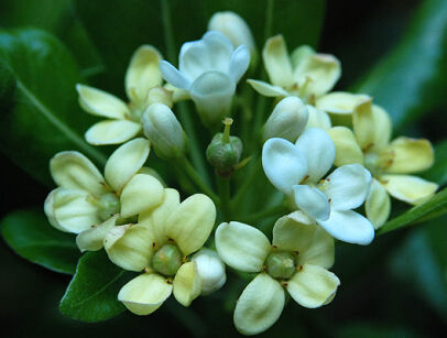 Pittosporum tobira NANUM Pospornica japońska C3/20cm *T58-59-60