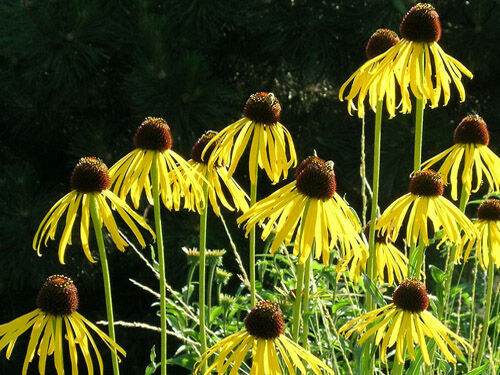 Jeżówka żółta Echinacea paradoxa /C2 *K10