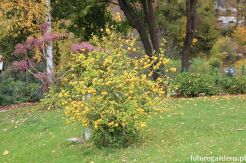 Poncyria trójlistkowa syn.Pomarańcza trójlistkowa Poncirus trifoliata - nasiona 10 szt.