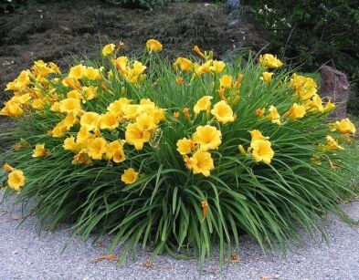 Liliowiec ogrodowy Stella de Oro Hemerocalis hybrida /C2 *K3