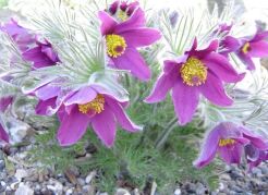 Sasanka FIOLETOWA Pulsatilla vulgaris /P11 *16F