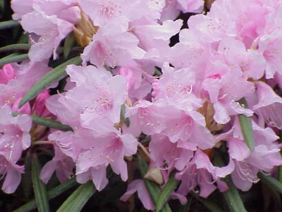 Rhododendron SILBERWOLKE - drzewko Różanecznik C7,5/Pa75(100)cm *K10