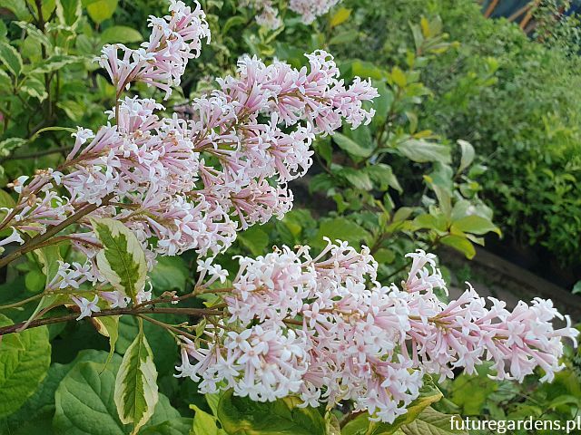 Lilak Wolfa 'Jacobsen's Pink Delight' Syringa wolfii C5/120cm *T4