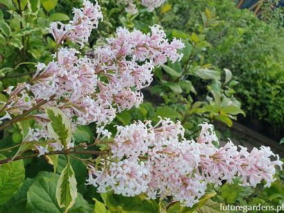 Lilak Wolfa 'Jacobsen's Pink Delight' Syringa wolfii C5/40-60cm *K8